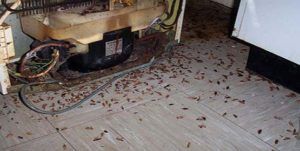 Поморить тараканов в квартире в Улан-Удэ, цены