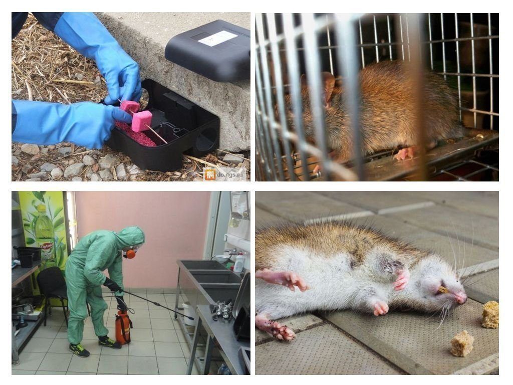 Дератизация от грызунов от крыс и мышей в Улан-Удэ