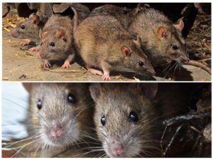 Травить грызунов крыс и мышей в Улан-Удэ