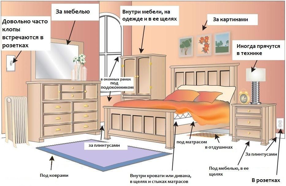 места для дезинфекции от клопов