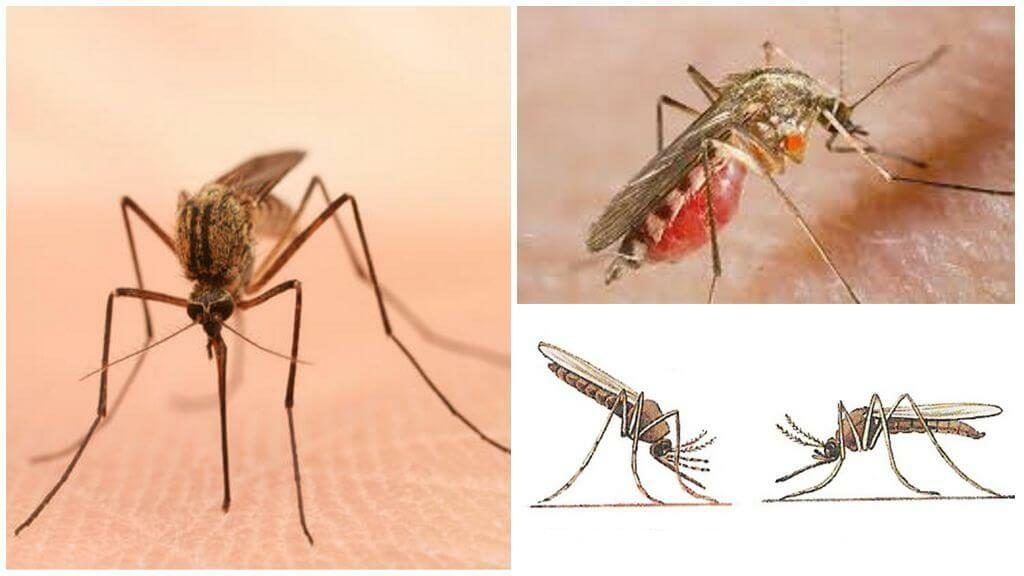 Уничтожение комаров в Улан-Удэ