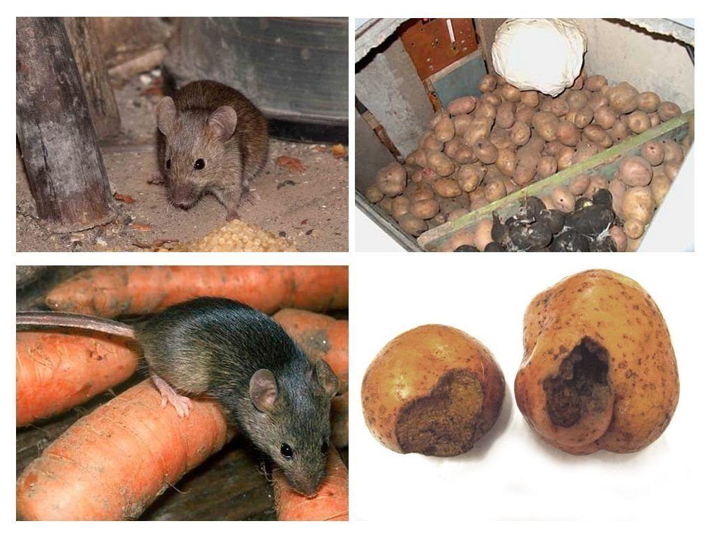 Обработка от грызунов крыс и мышей в Улан-Удэ