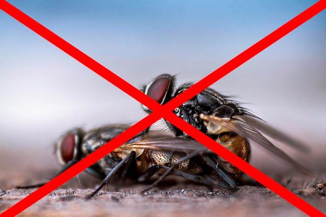 Профессиональное уничтожение мух в Улан-Удэ с гарантией