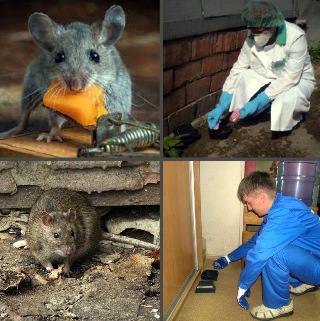 Дезинфекция от грызунов, крыс и мышей в Улан-Удэ