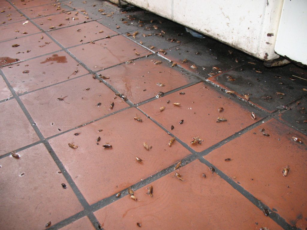 Уничтожение тараканов в квартире в Улан-Удэ 