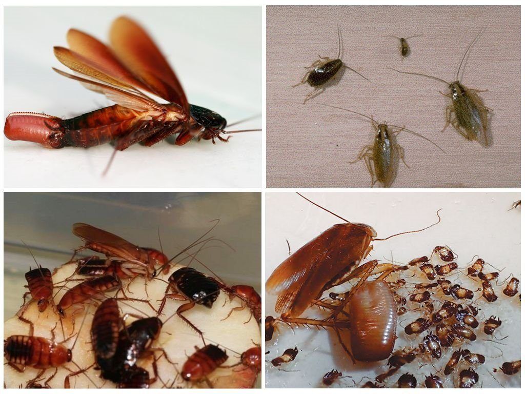 Уничтожение тараканов в квартире в Улан-Удэ 