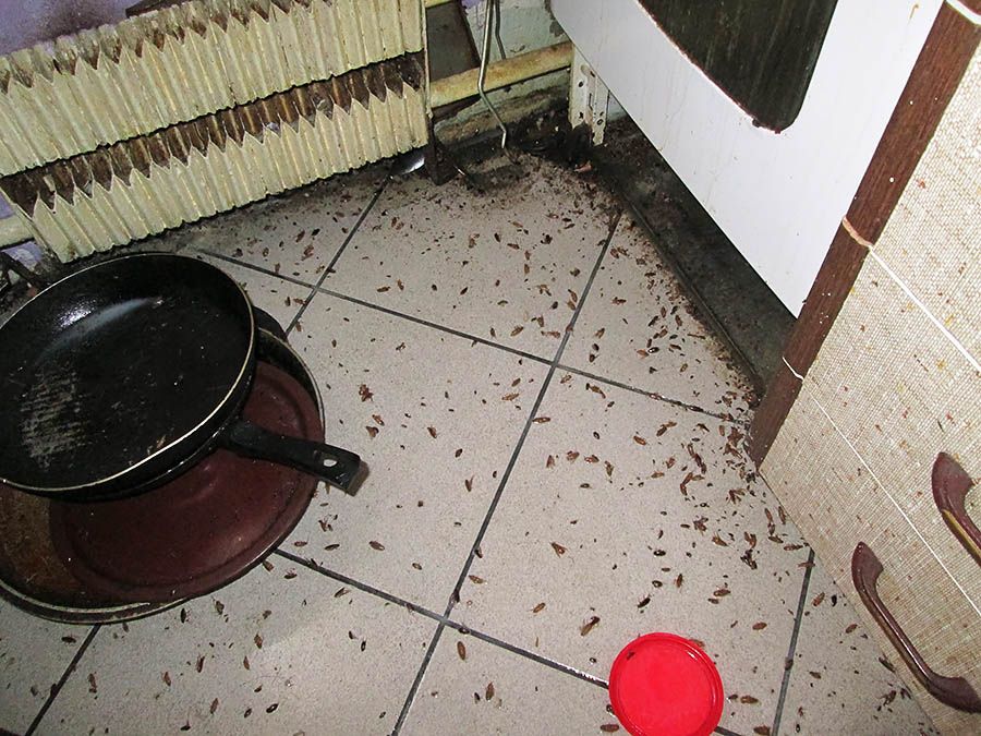 Санэпидемстанция от тараканов в Улан-Удэ, вызвать, цены